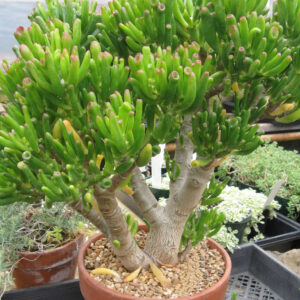 Crassula ovata 'Gollum'