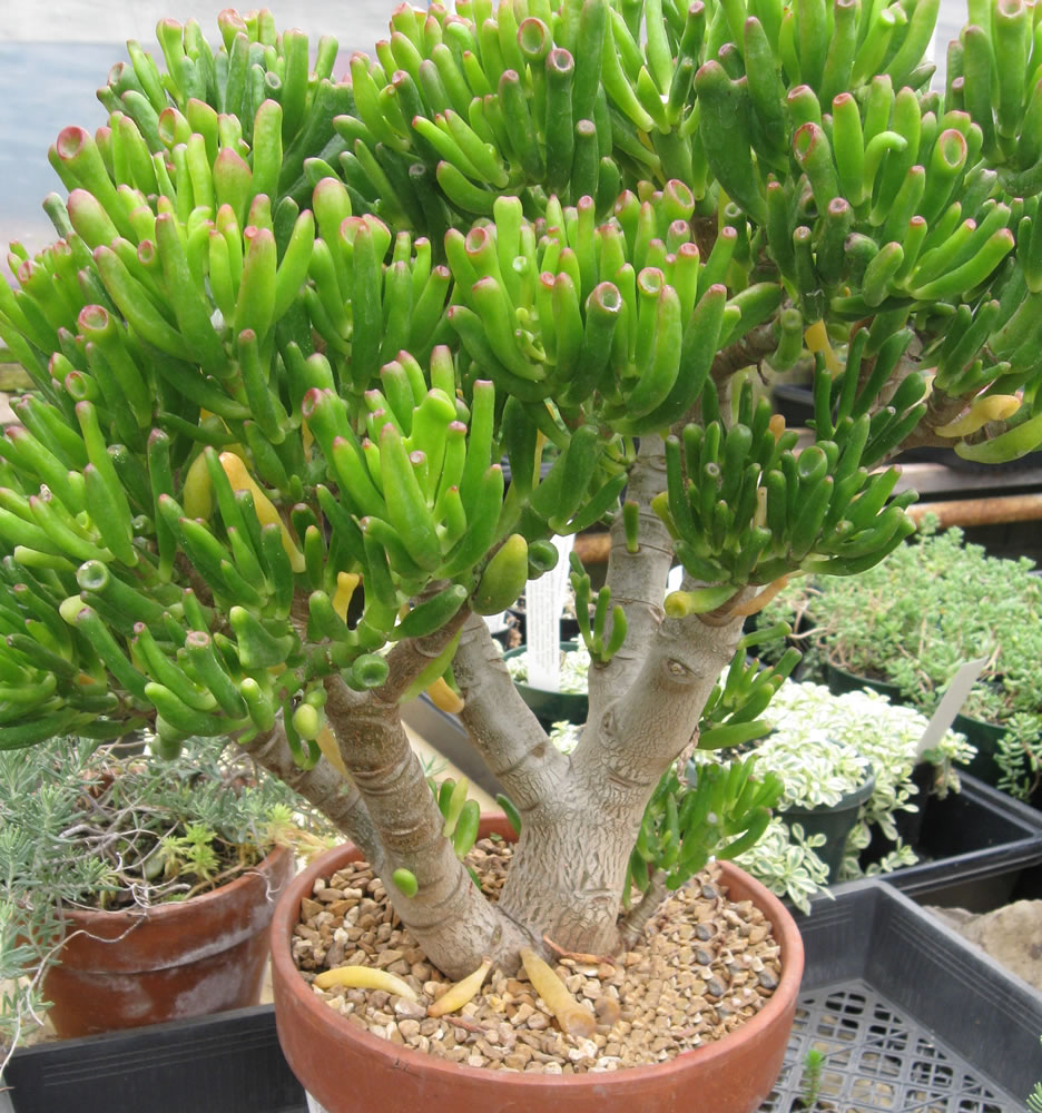 Crassula-ovata-Gollum