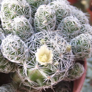 Mammillaria gracilis spp. fragilis