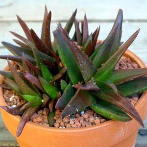 Aloe 'Black gem'